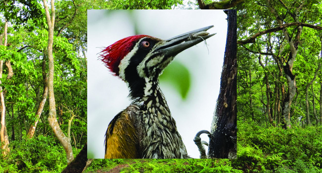 Center for Conservation Biology